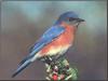 Eastern Bluebird (Sialia sialis)