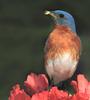 Eastern Bluebird (Sialia sialis)