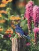 Eastern Bluebird (Sialia sialis)