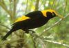 Regent Bowerbird (Sericulus chrysocephalus)