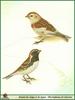 Bunting (Emberizidae)