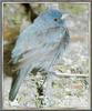 Indigo Bunting (Passerina cyanea)