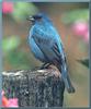 Indigo Bunting (Passerina cyanea)