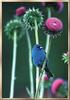 Indigo Bunting (Passerina cyanea)