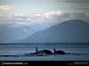 [National Geographic] Orca (알래스카 해안의 범고래)