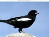 Lark Bunting (Calamospiza melanocorys)