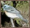 Lazuli Bunting (Passerina amoena)