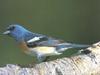 Lazuli Bunting (Passerina amoena)