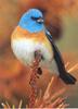 Lazuli Bunting (Passerina amoena)