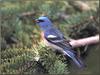 Lazuli Bunting (Passerina amoena)