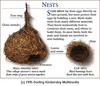 Nest of Village Weaver and Reed Bunting