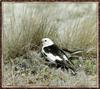 Snow Bunting (Plectrophenax nivalis)