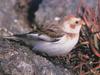 Snow Bunting (Plectrophenax nivalis)