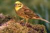 Yellowhammer (Emberiza citrinella)