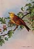 Yellowhammer (Emberiza citrinella)