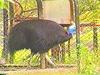 Cassowary (Casuarius sp.)