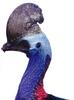 Southern Cassowary (Casuarius casuarius)