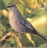 Gray Catbird (Dumetella carolinensis)