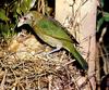 Green Catbird (Ailuroedus crassirostris)