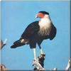 Crested Caracara (Caracara cheriway)