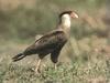 Crested Caracara (Caracara cheriway)