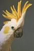 Yellow-crested Cockatoo (Cacatua sulphurea)