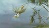 Sulphur-crested Cockatoo (Cacatua galerita)