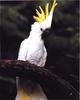 Sulphur-crested Cockatoo (Cacatua galerita)