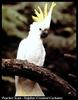 Sulphur-crested Cockatoo (Cacatua galerita)