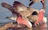 Galah (Eolophus roseicapillus)