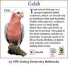 Galah (Eolophus roseicapillus)