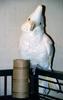 Tanimbar Cockatoo (Cacatua goffini)