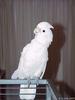 Tanimbar Cockatoo (Cacatua goffini)