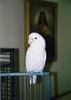 Tanimbar Cockatoo (Cacatua goffini)