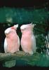 Pink Cockatoo (Cacatua leadbeateri)