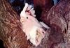 Pink Cockatoo (Cacatua leadbeateri)