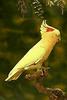 Pink Cockatoo (Cacatua leadbeateri)