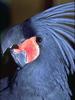 Palm Cockatoo (Probosciger aterrimus)