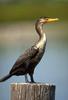 Double-crested Cormorant (Phalacrocorax auritus)