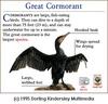 Great Cormorant (Phalacrocorax carbo)