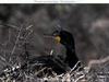 Great Cormorant (Phalacrocorax carbo)