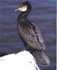 Great Cormorant (Phalacrocorax carbo)