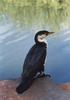 Little Pied Cormorant (Phalacrocorax melanoleucos)