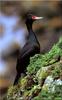 Red-faced Cormorant (Phalacrocorax urile)