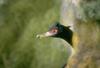 Red-faced Cormorant (Phalacrocorax urile)