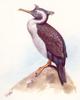 Spotted Shag (Phalacrocorax punctatus)