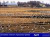 Common Crane (Grus grus)