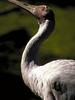 Crane (Gruidae)