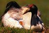 Black-necked Crane (Grus nigricollis) [검은꼬리두루미]