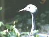 Blue Crane (Anthropoides paradisea)